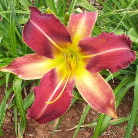 Daylily Hybrid  Cactus Blossom x Spacecoast Chomp!Chomp! 