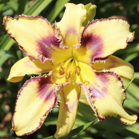 Daylily Hybrid Helicoprion x Happy Energy