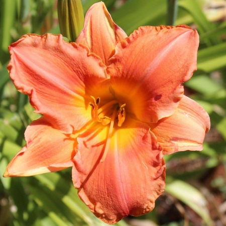 Daylily Hybrid Carved Coral x Tarzana 