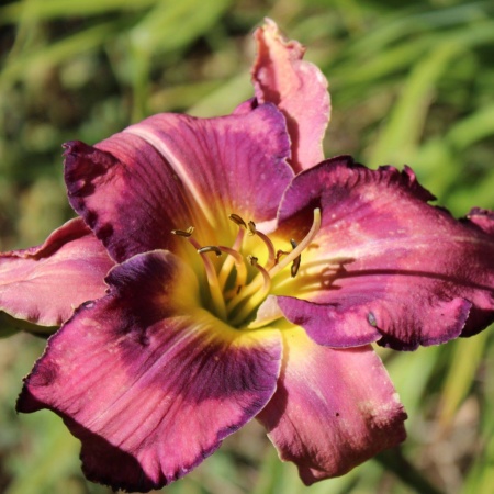 Daylily Hybrid Cloud Rider x Black Sea Devil 
