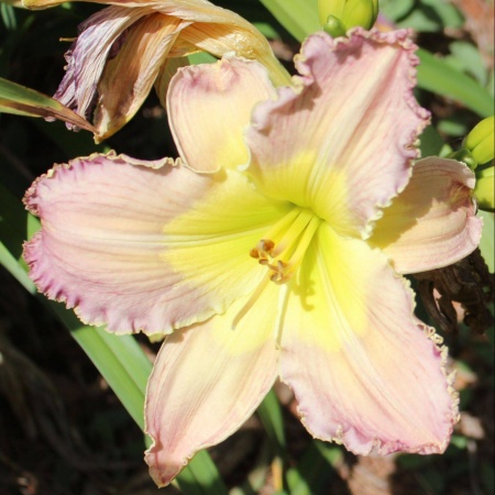 Daylily Hybrid Judy's Bloom x Purple Goliath 