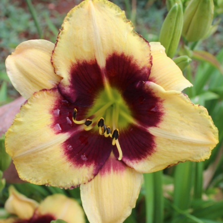 Daylily Hybrid Mother of Dragons x Patterned for Success 