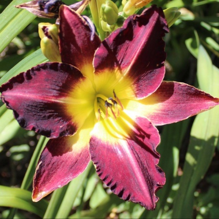 Daylily Hybrid Deepwater Horizon x Ghost in the Machine 