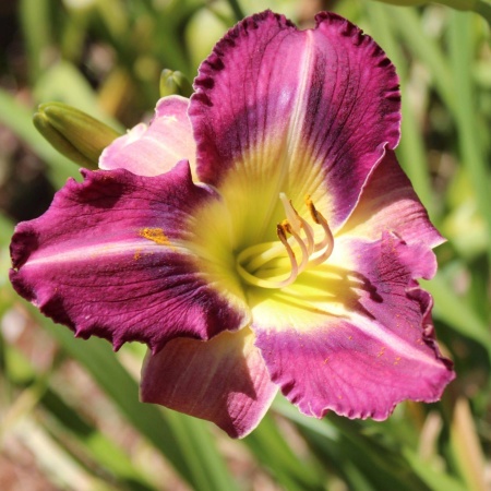 Daylily Hybrid Black Star Sapphire x Tarzana 