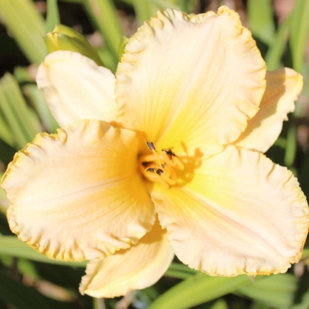 Daylily Hybrid Blue Ocean Breeze x Patterned for Success
