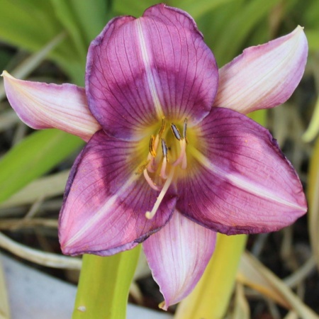 Daylily Hybrid Pinwheel Princess x Northwood Blutopia 