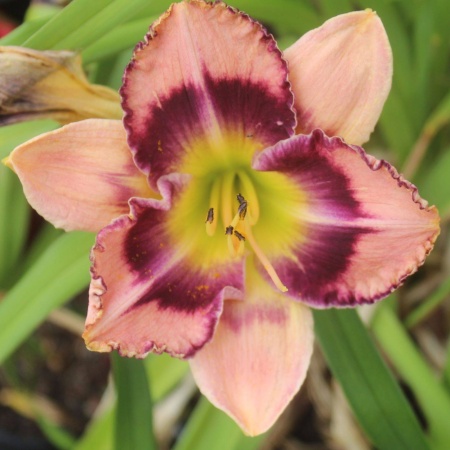 Daylily Hybrid Patterns Aplenty x Angels in America 