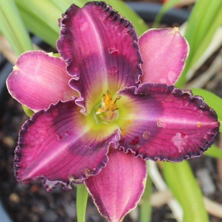 Daylily Hybrid Blue Lavender Dayglow x Tooth Talk "a"