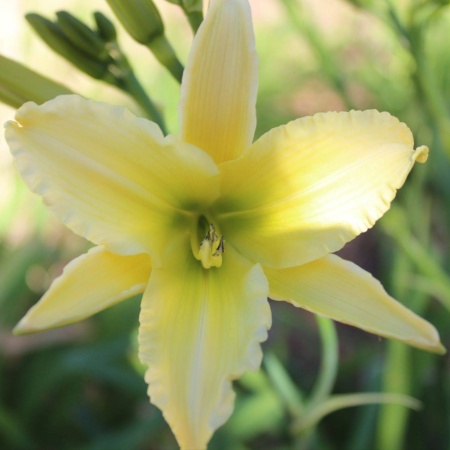 Daylily Hybrid Consider the Lilies