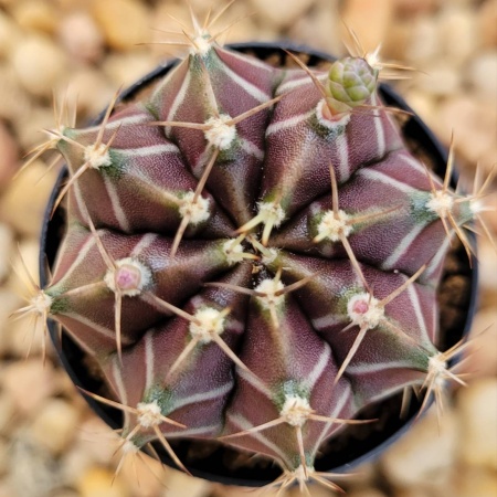 Gymnocalycium mihanovichii