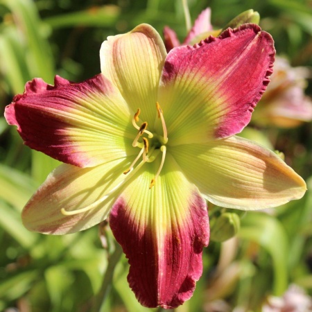 Daylily Hybrid Rhapsody in Green x Pinewood Lily Pad 