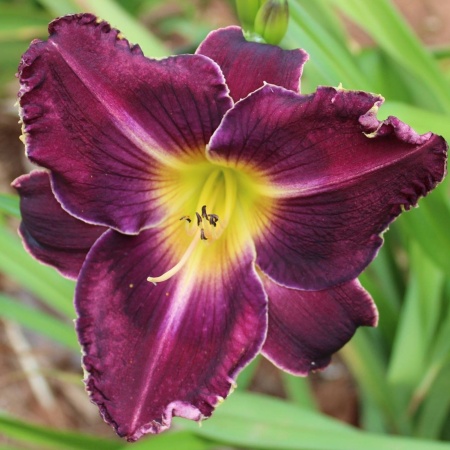 Daylily Hybrid Tooth Tower x Angel of the Night 
