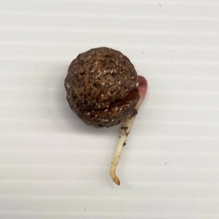 Quandong Seed Germinated