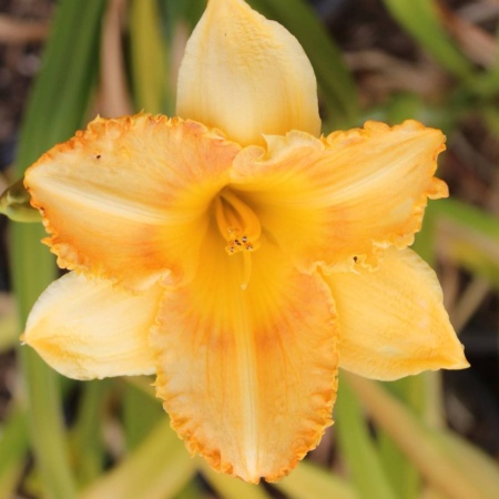 Daylily Hybrid Spacecoast The Green Mile x Buddy's Spike