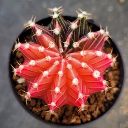 Gymnocalycium friedrichii