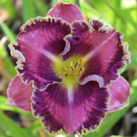 Daylily Hybrid Going Big Time x Warm in Winter 'a'