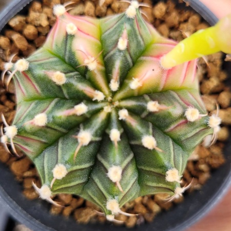 Cactus