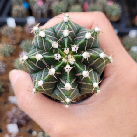 Cactus