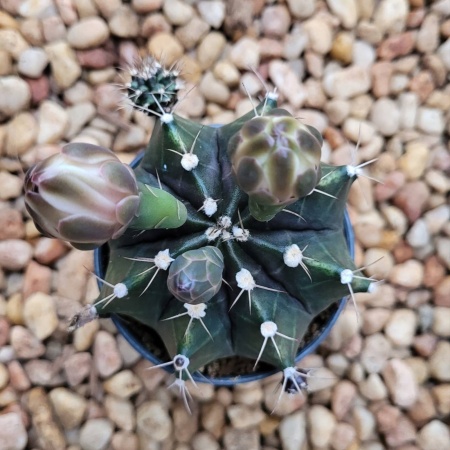 Cactus