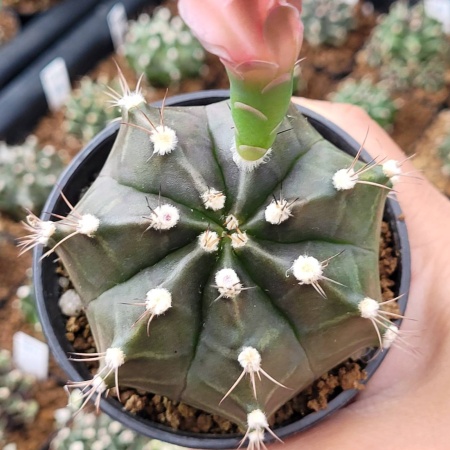Cactus