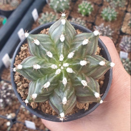 CACTUS