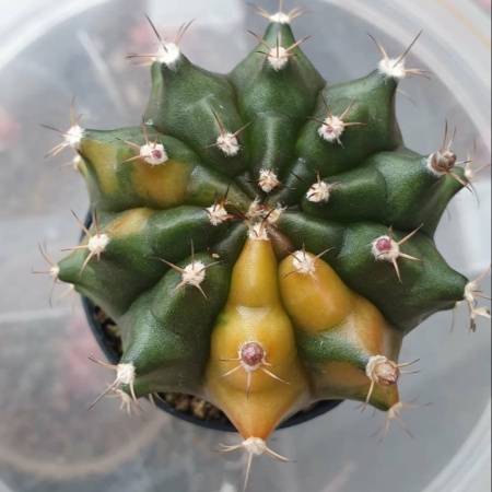 CACTUS