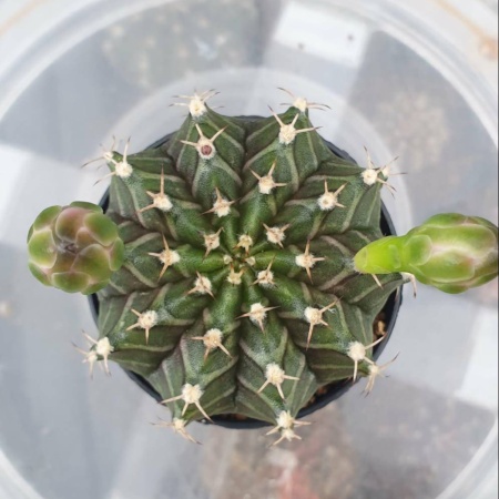 CACTUS