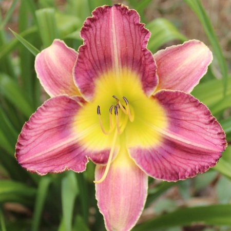 Daylily Hybrid Diamond Blade x Venus Flytrap 
