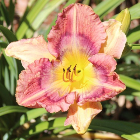 Daylily Hybrid Puzzler x Fact 