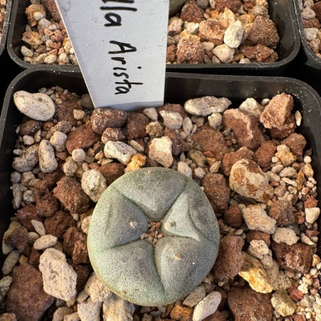 Lophophora williamsii var Villa Arista