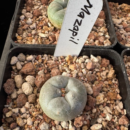Lophophora williamsii var Mezapil