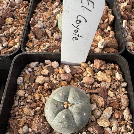 Lophophora williamsii var El Cayote