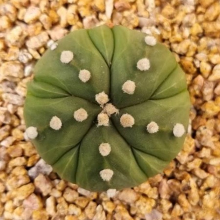 Astrophytum Asterias 'nudum' Cv. 5 Rib Fukuryu