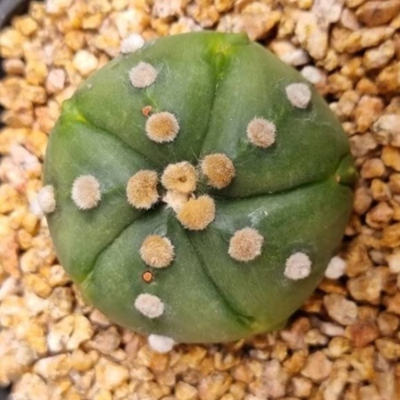 Astrophytum asterias '5 Ribs'