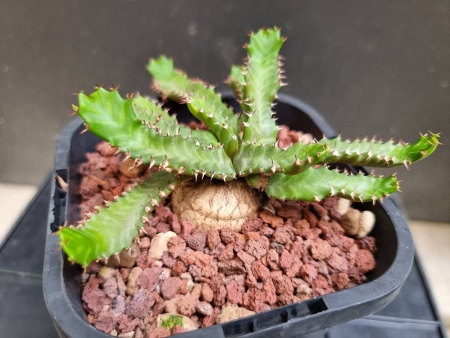 Euphorbia Stellata