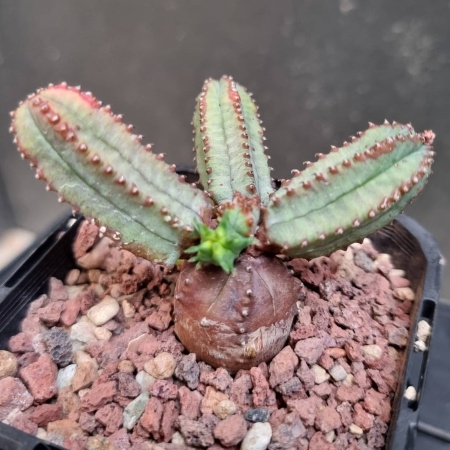 Euphorbia Tubligans