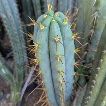 Bridgesii X Peruvianus