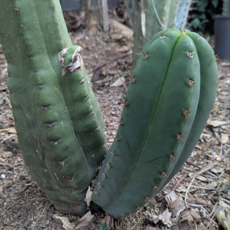 Cordobensis