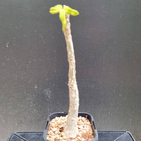 Uncarina Roeoesliana