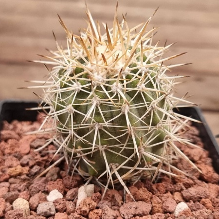 Copiapoa Cinerescens – Rooted Cutting (ex-rudolf Schulz 20yo Mother Plant Clone)