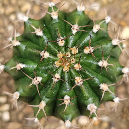 Cactus 