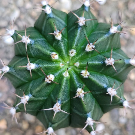 Cactus