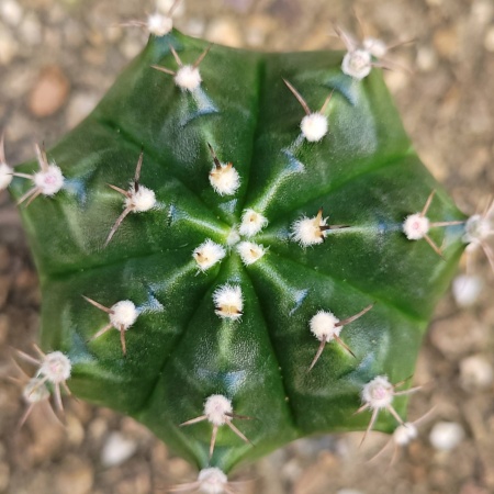 Cactus