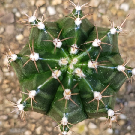 Cactus 