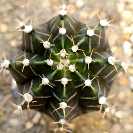 Cactus 