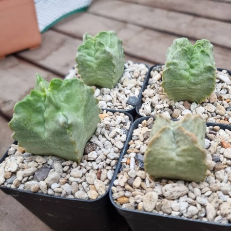 Whitesloanea crassa