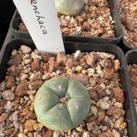 Lophophora Williamsii Menchaca