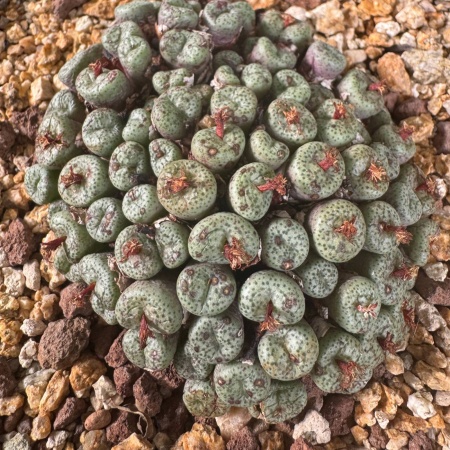 Conophytum obcordellum declinatum advanced plant over 50 heads clump