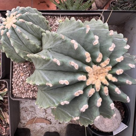 Ferocactus glaucescens 'Inermis' double header