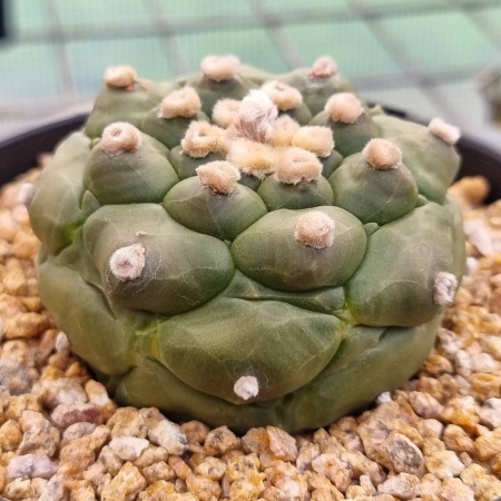 Astrophytum asterias cv. 'Kikko'